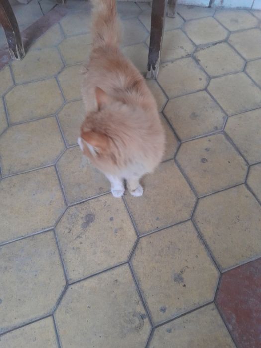 Мушук  сотилади.