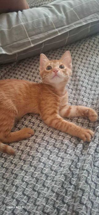 Хадия сифатида бериб юбораман Отдам даром кошку