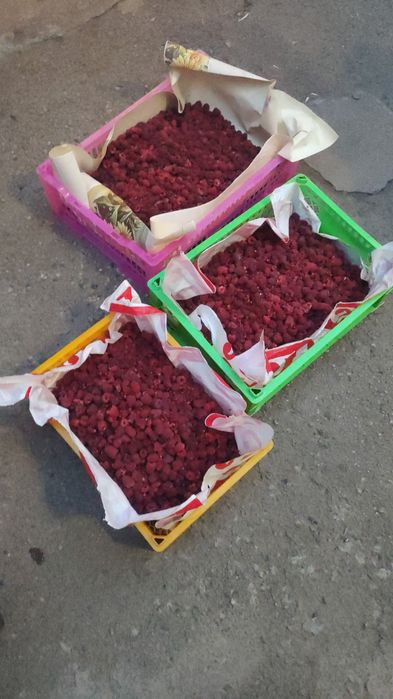 Продам малину сорт МАЛИНОВАЯ ГРЯДА, саженцы