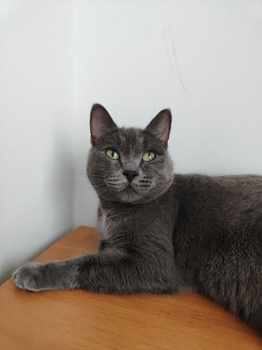 Ищем кота для кошки