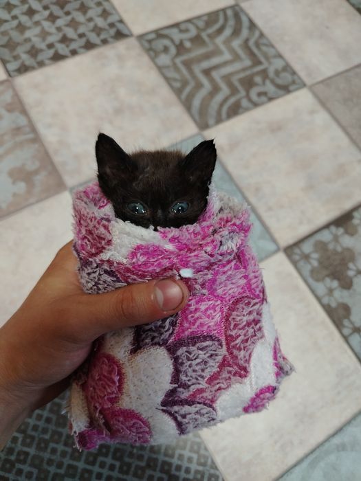 Отдам котёнка в добрые руки