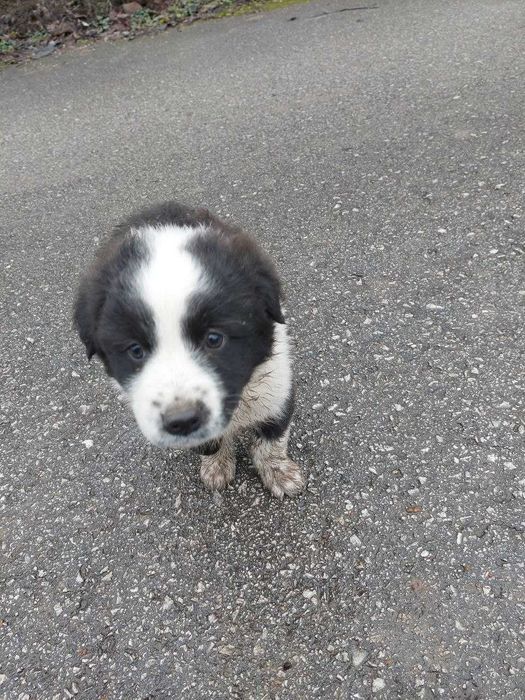 3 кученца търсят нов дом