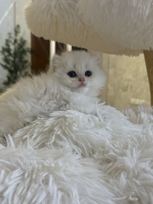 Серебристая шиншилла!