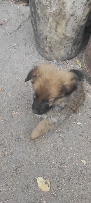 Отдам в хорошие руки