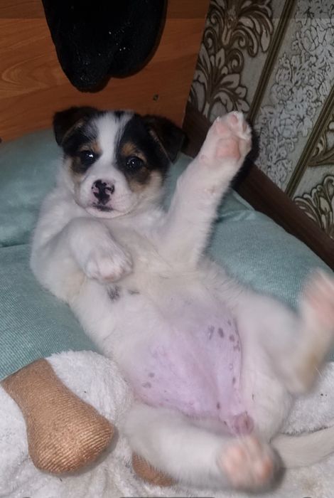 Шкода ищет мампап. Доставлю!