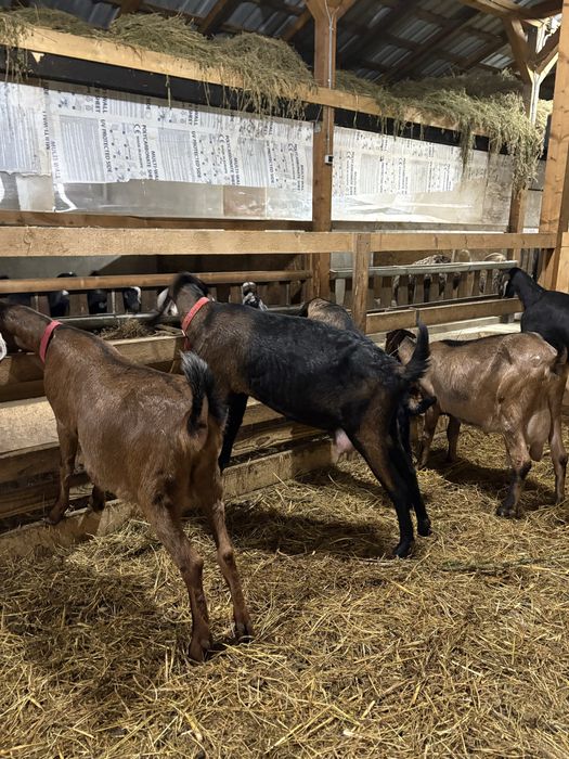 Capre AngloNubiene cu certificat de origine