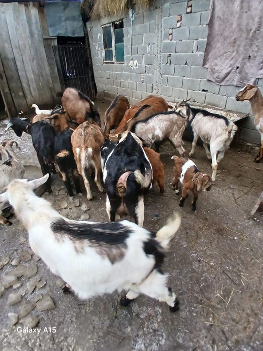 Vând vaci ,vitei și capre de rasa