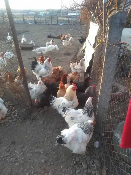 Pui de casă țărănești!!