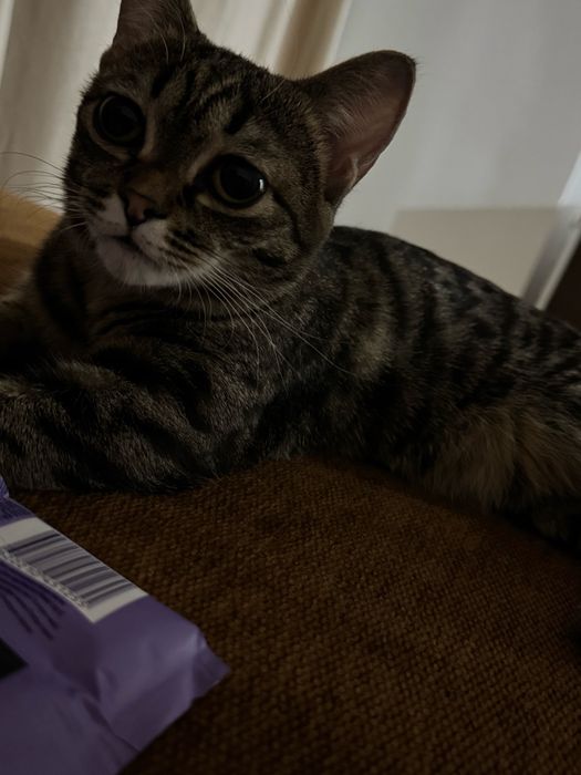 Продам кошку 1.5года