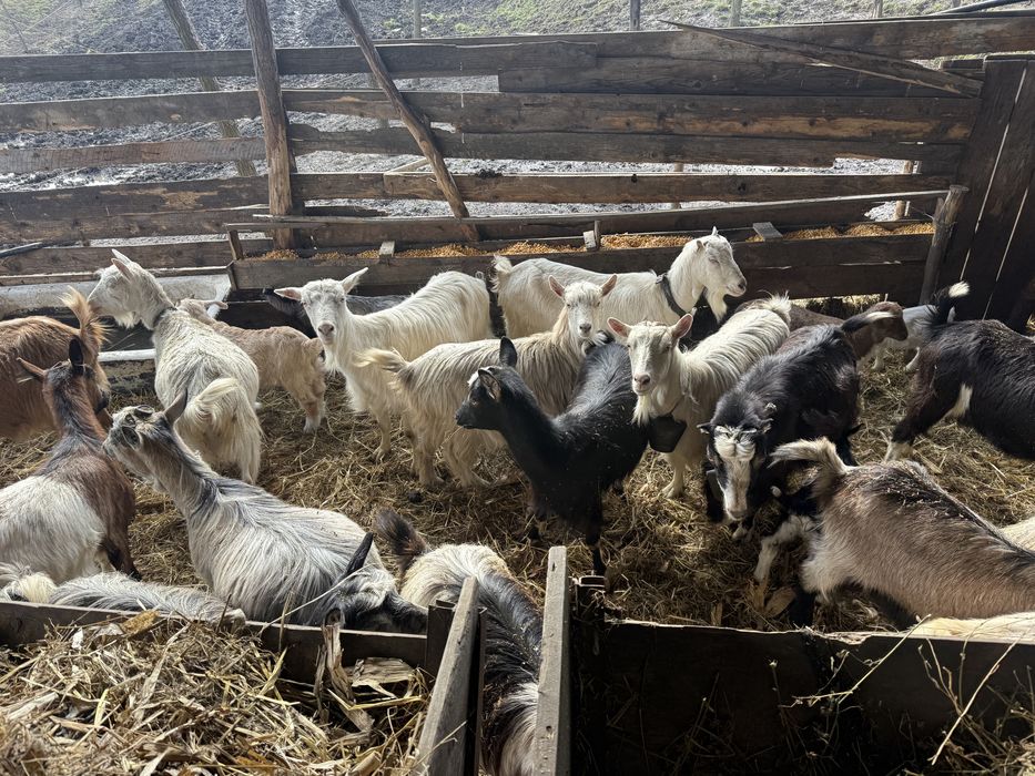 Capre cu iezi disponibile