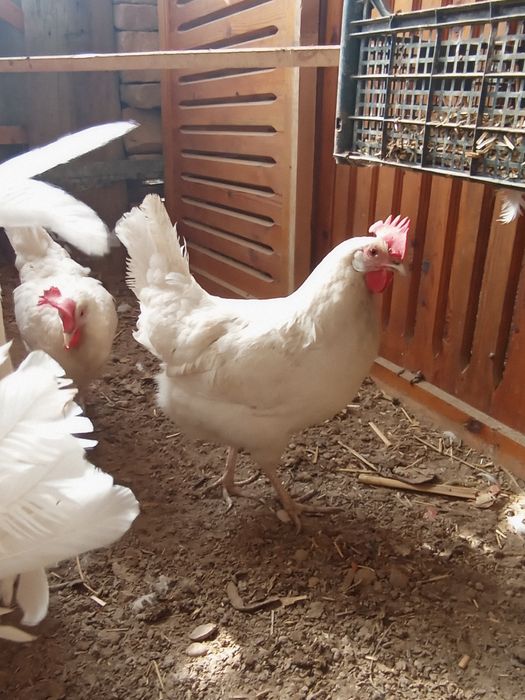 Legorin stakanchik tuxumlariga zakaz olamiz 15 min