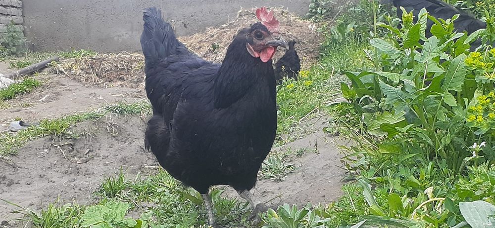 Гегант кора шахзода товуклари тухумлари сотилади.