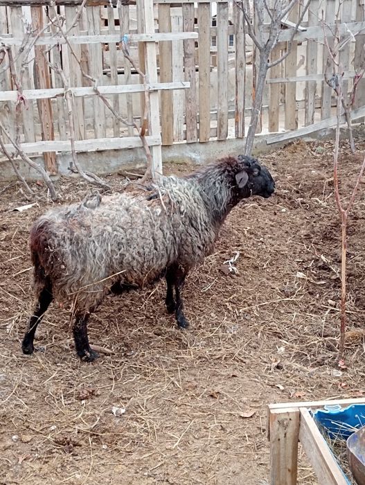 қойлар бар сатылатын