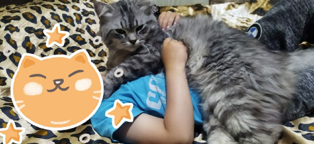 Пропал Кот прошу вернуть за вознаграждение