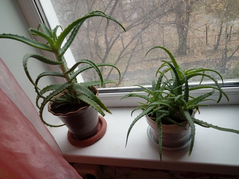 Продам лечебный алое