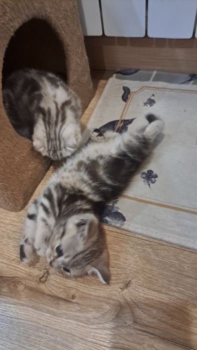 Продам котят шотландские