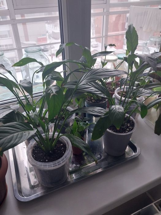 Продам  комнатные цветы