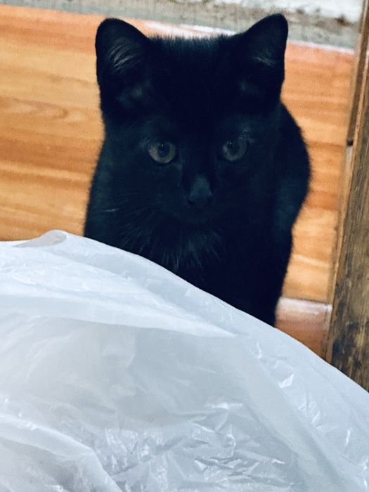 Девочка котенок 4 месяца.