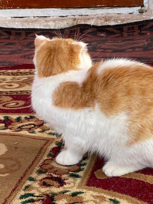 Шотландская вислоухая кошка