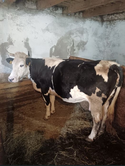 Vand vaca urgent!!