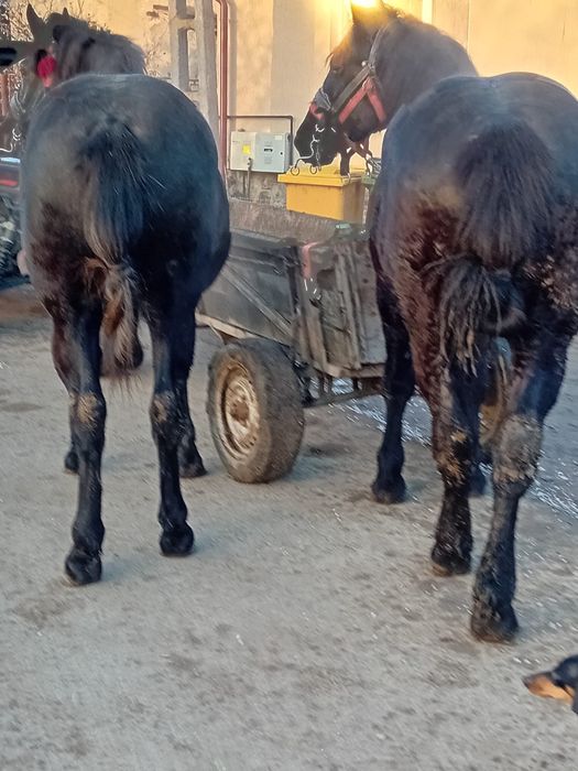 Vand manji de 1 an si 8 luni