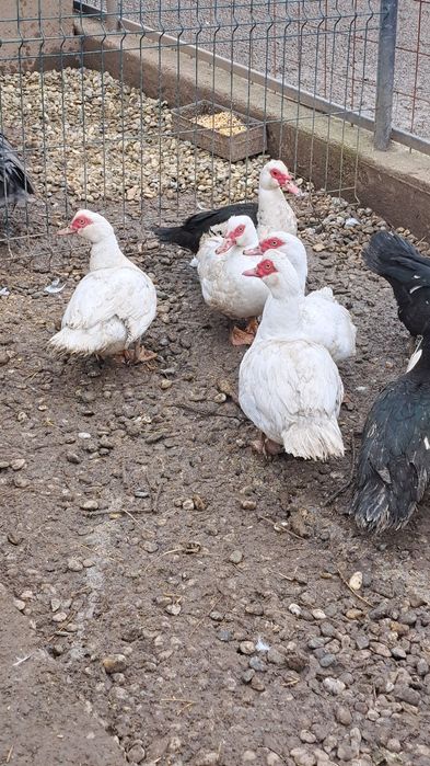 Vând rațe leșeștisi românești