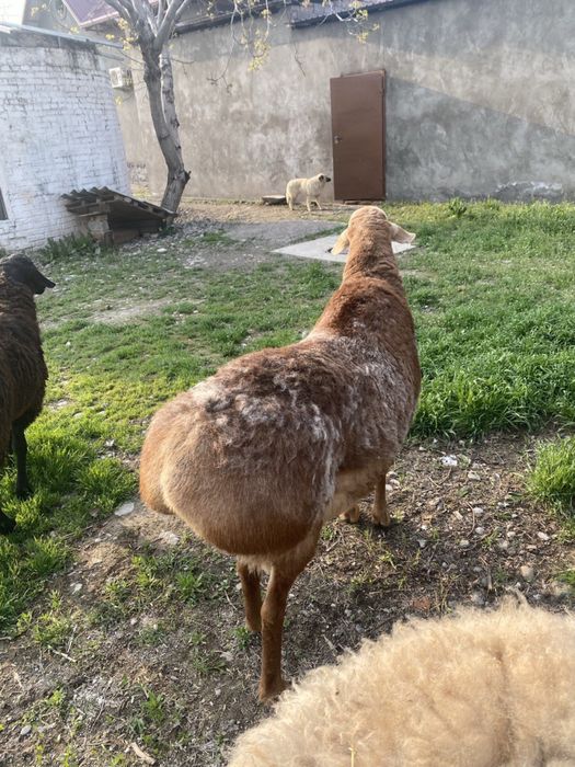 Zotga qo’chqorlar sotiladi. Arashan va xusori qo’chqorlar