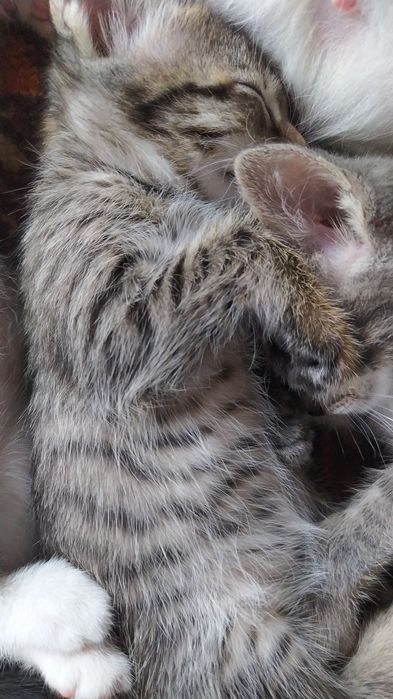 Котята бесплатно