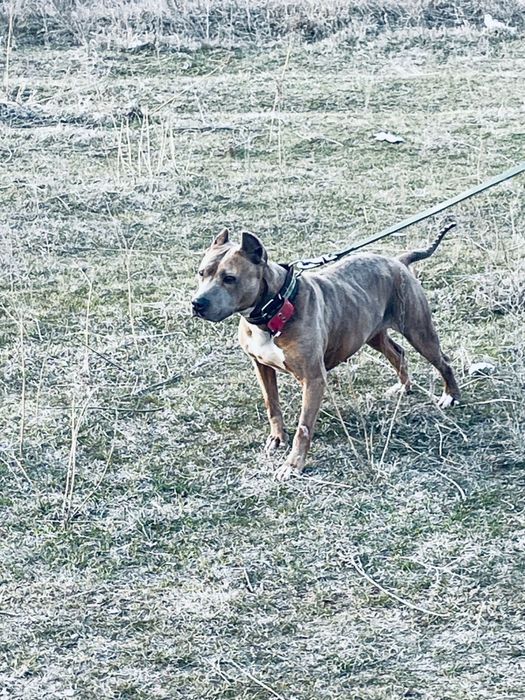 Пит продам или обмен