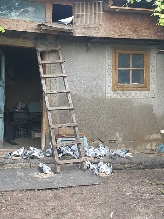 Vând porumbei jucători