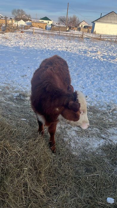 Продам телку восьмимесячную