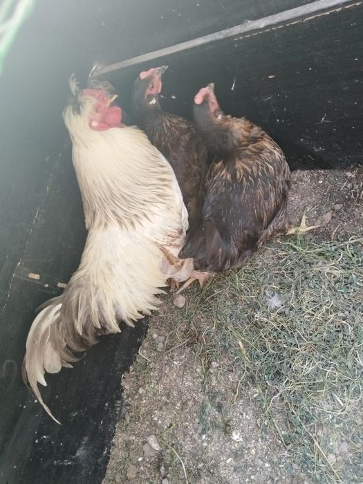 Куры несушки , продам