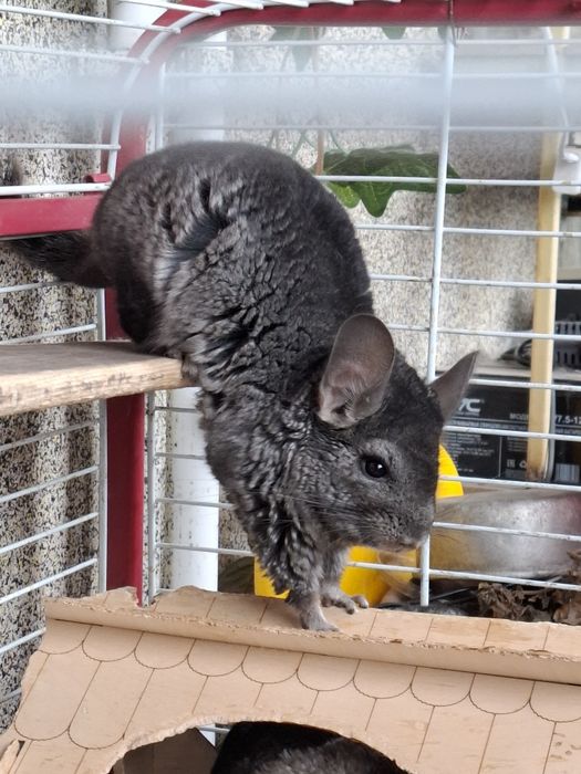 Малышка шиншиллы (стандарт) — открыта бронь только в добрые руки!!!