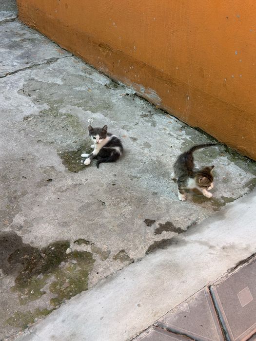 Pui de pisicuta