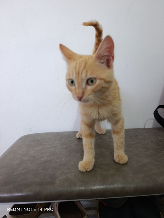 Котенок в добрые руки