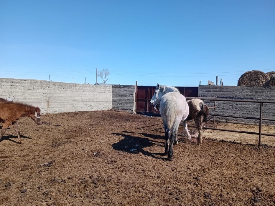 Бие сатылады полутяж