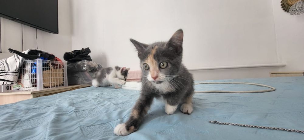 Отдам котят в хорошие руки