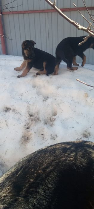 Подрощенные щенки немецкой овчарки