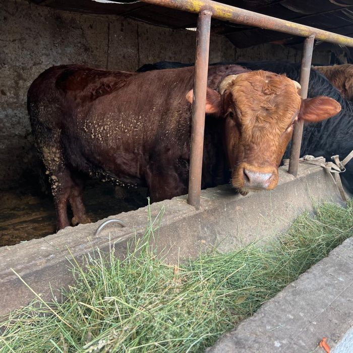 Пуха быки оптом 10 бас