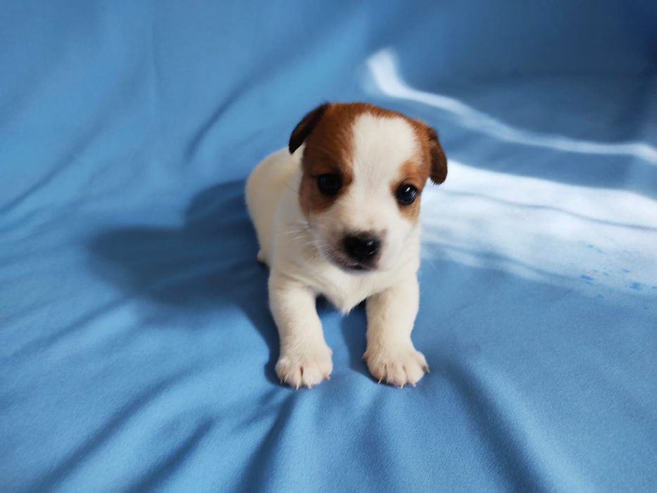 Продам щенков Джек Рассел терьера