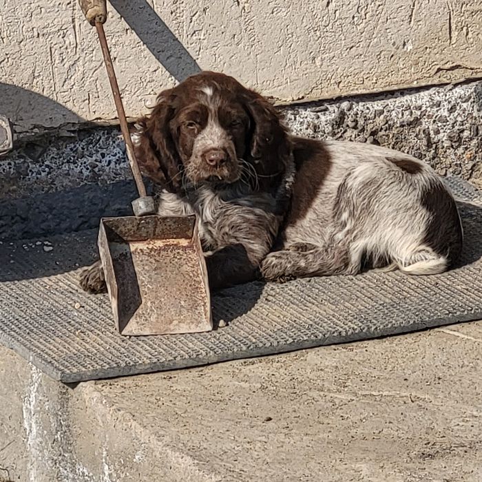 Продам охотничий шенки