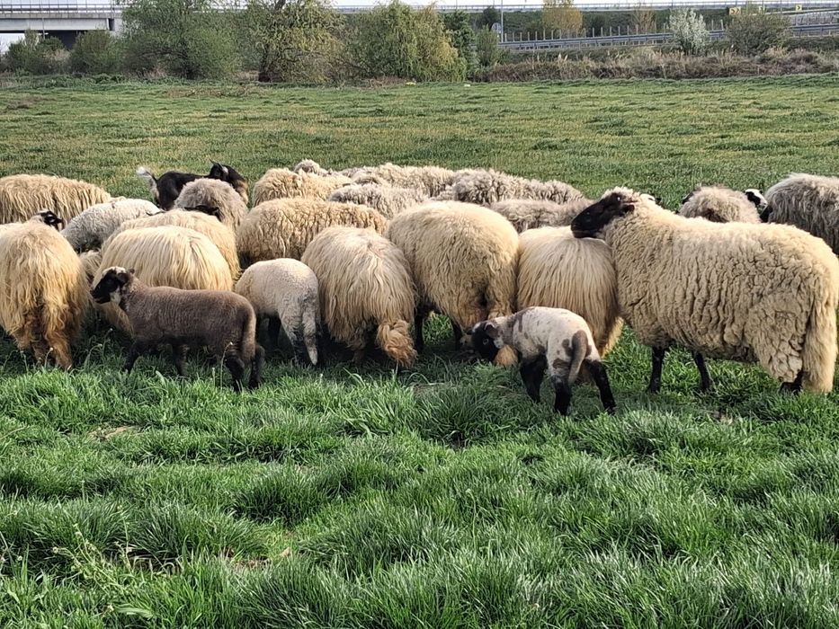 Vand oi romanov si turcane cu tigai