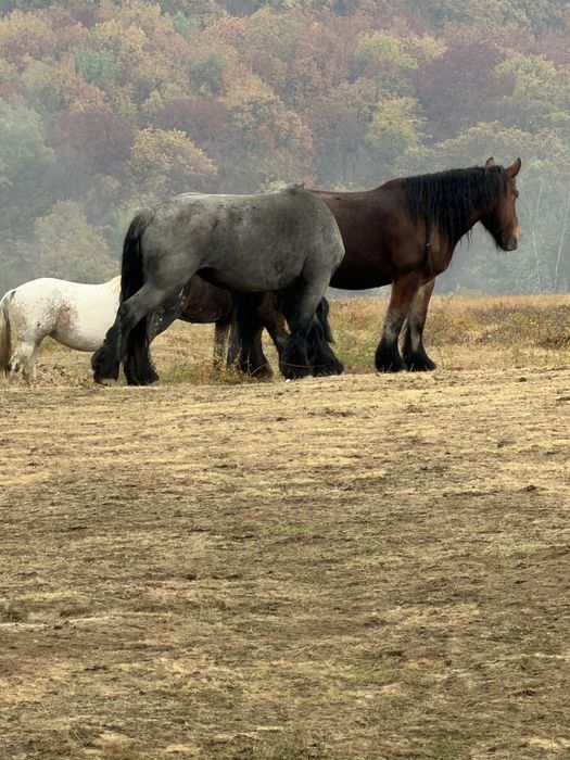 Iapa  Cal rasa Belgian cu Pedigree gestante
