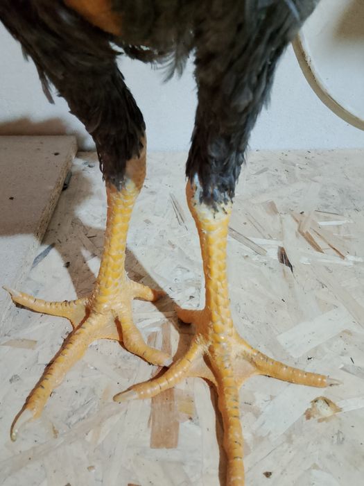 Пепел шоже сатылады