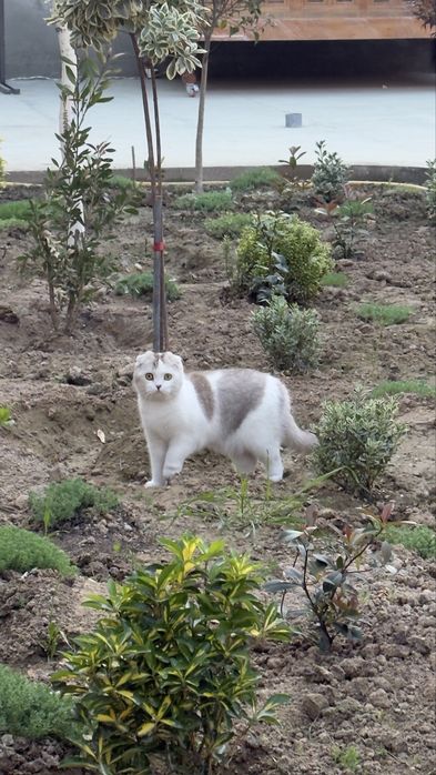 Скоттиш-фолд (шотландская вислоухая)