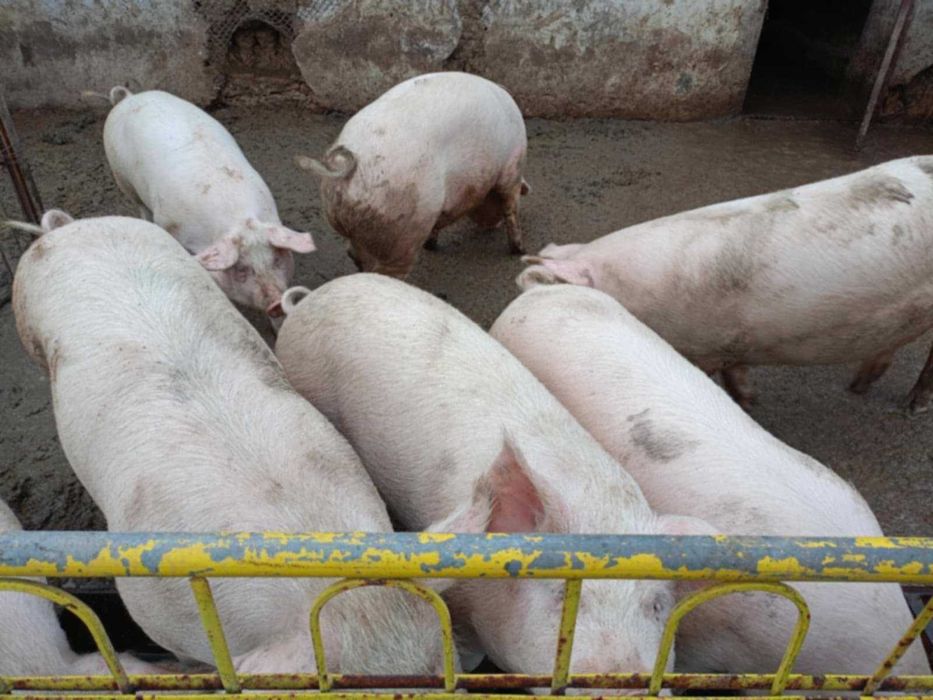 Продавам прасета.