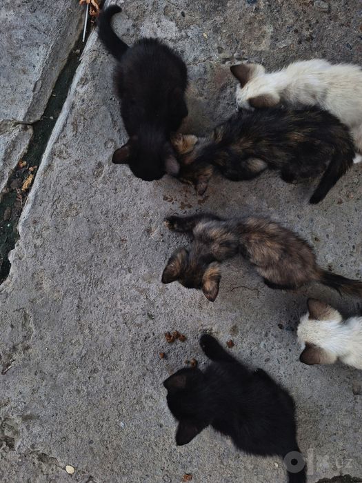 Котята чёрные и пятнистые