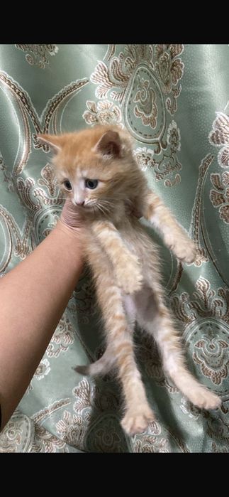 отдам в добрые руки