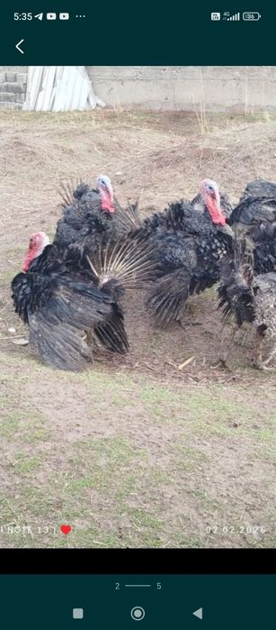 Продаются яйца индюшиное гибрид