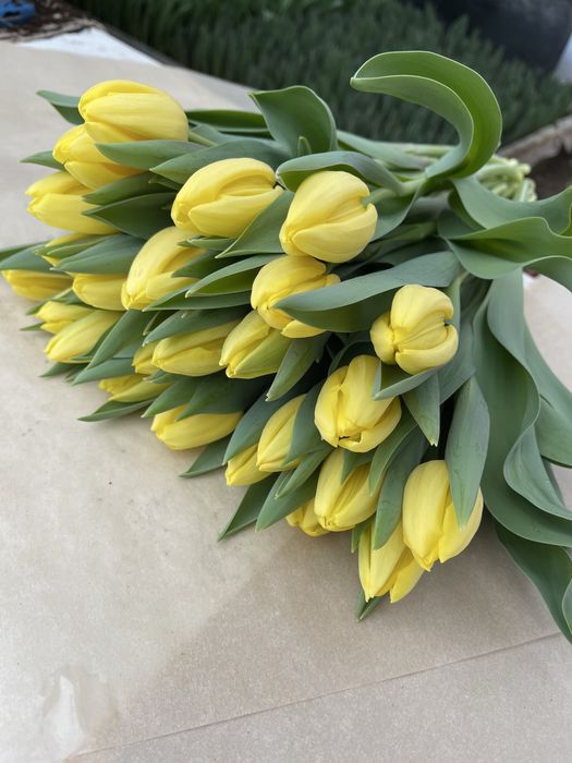 Тюльпаны Уральск